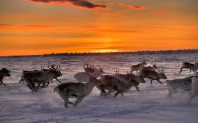 Authentic Sami Reindeer Herding Adventure in Arctic Norway