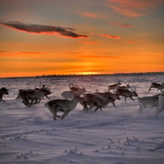 Authentic Sami Reindeer Herding Adventure in Arctic Norway | GetYourGuide