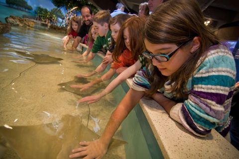 Boston: ticket met voorrangstoegang New England Aquarium