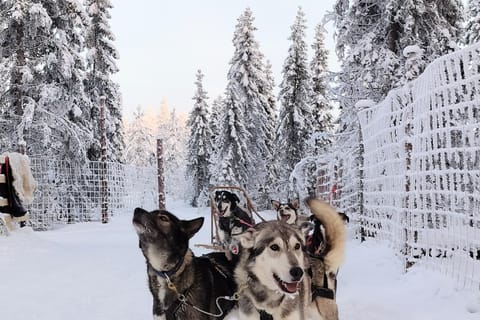 Rovaniemi: Husky-Safari zum Selbstfahren mit Besuch einer Rentierfarm