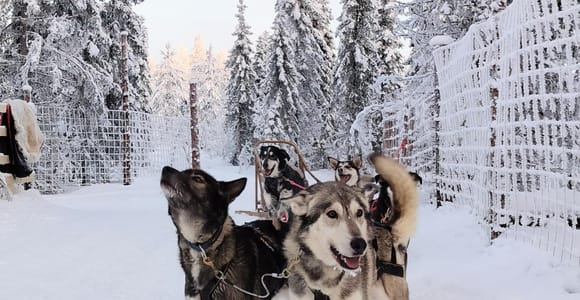 Rovaniemi: Self-Drive Husky Safari with a Reindeer Farm Visit