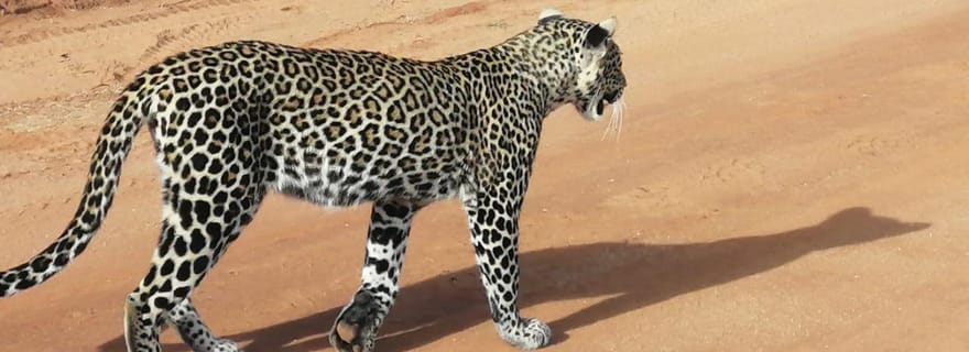 EXCURSION D'UNE JOURNÉE AU PARC NATIONAL DE TSAVO EST AU DÉPART DE MOMBASA/DIANI