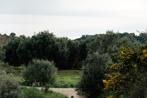 Corfu: E-Bike Tour with Wine Tasting and Winery Visit