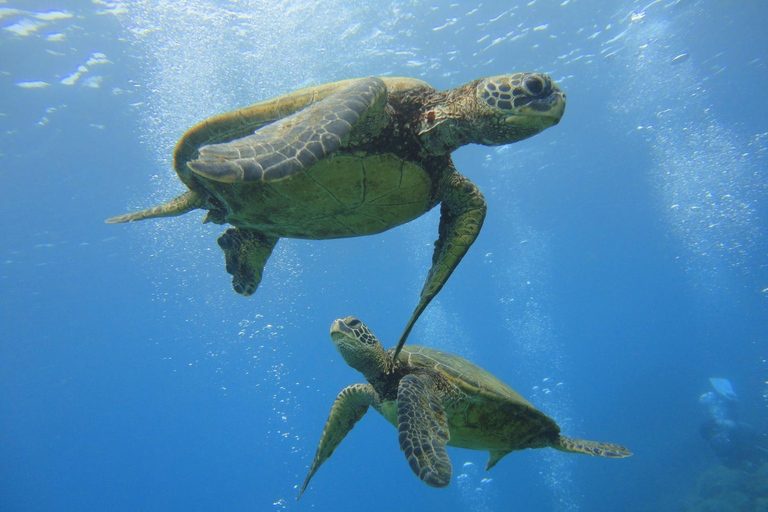 Waikiki: AM Paradise Honu SnorkelingWaikiki: AM Paradise Honu Snorkelen