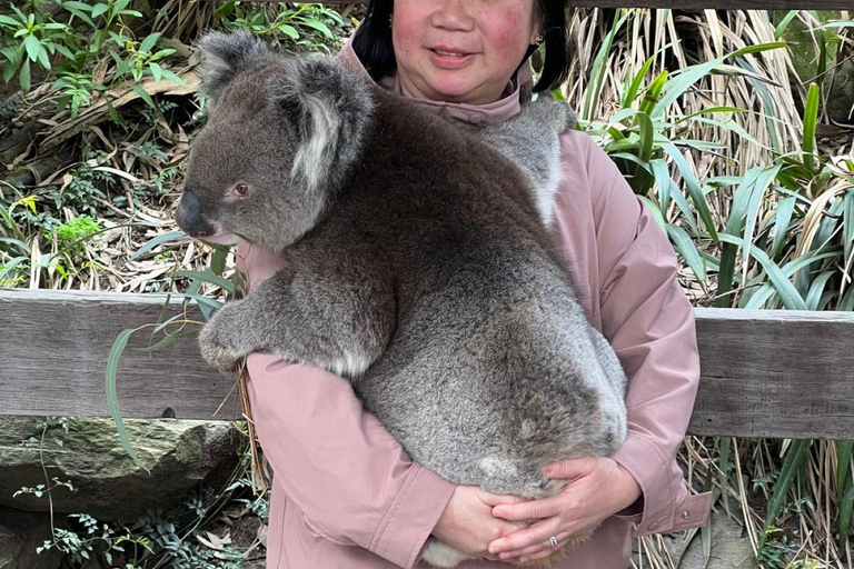 Von Adelaide aus: Kuscheln mit einem Koala und historische Hahndorf-Tour