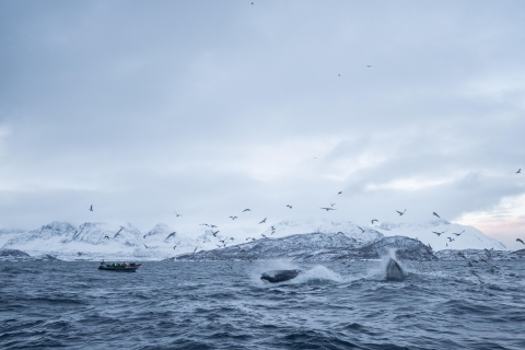 Tromsø: Skjervøy RIB wycieczka z obserwacją wielorybów z napojami i przekąskami