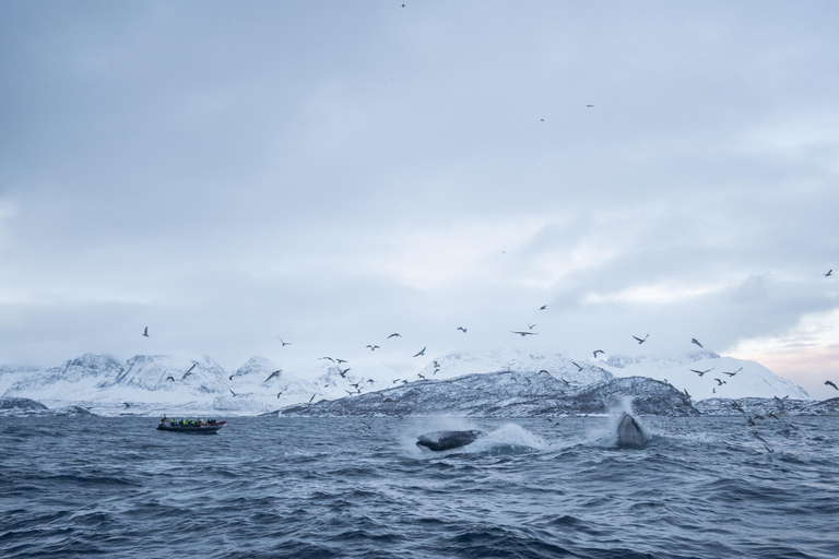 Tromsø : Skjervøy RIB Whale Watching Tour avec boissons et collation