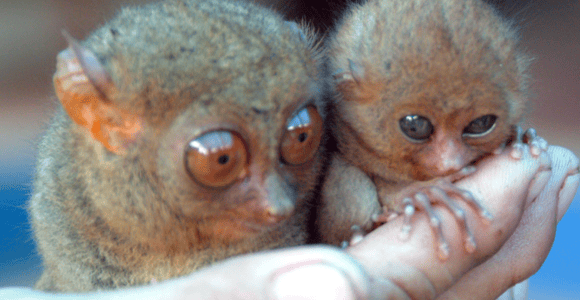 Bohol: Choco Tour & Tarsiers with Lunch