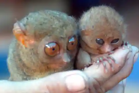 Bohol: Choco Tour & Tarsiers with Lunch