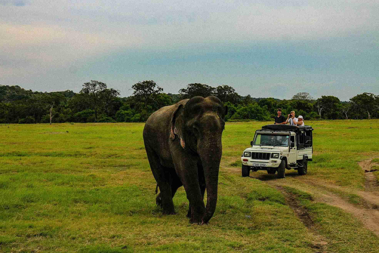 Sigiriya: Minneriya National Park Elephant Gathering Safari Non Private Jeep Safari in Morning or Evening