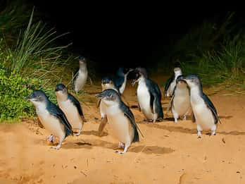 Phillip Island: Golden Hour Penguin Express Tour