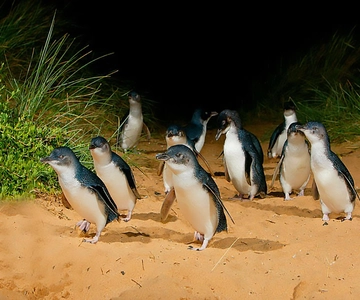 Phillip Island: Golden Hour Penguin Express Tour