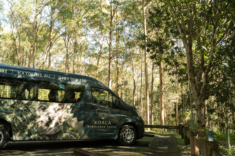Brisbane: Koala Tour with Hotel Pickup & Morning Tea