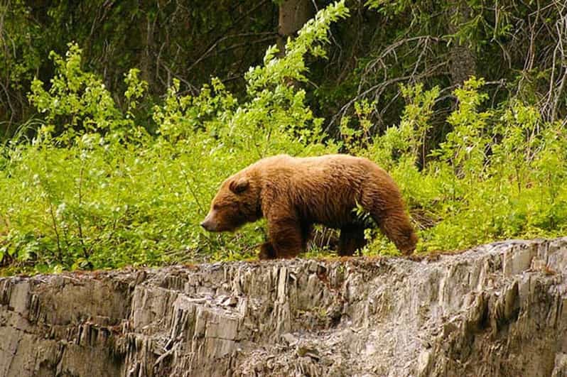 Hope Turnagain Pass Scenic Float Trip GetYourGuide