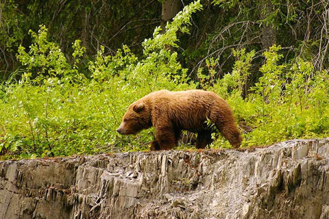 Hope: Turnagain Pass Scenic Float Trip