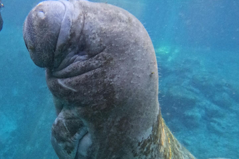 Crystal River: Guided Manatee Tour Heated Boat Free Photos
