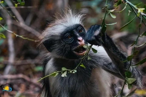 Zanzibar: Jozani Forest Tour and The Rock Restaurant