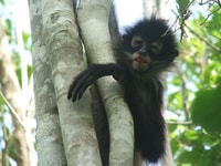 From Tulum, Coba, Punta Laguna and Cenote Day Trip - Housity