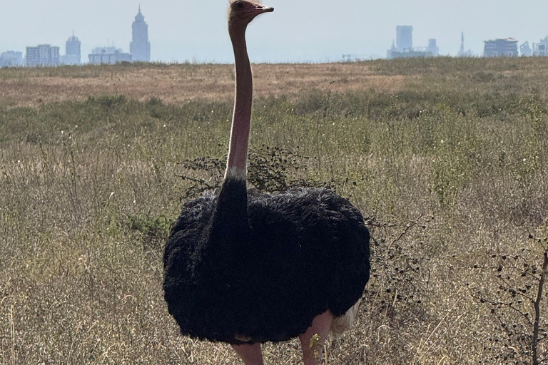 Nairobi Park Safari, Sheldrick's Orphanage & Giraffe Center Shared Drive in Open-Roof Van Game Drive