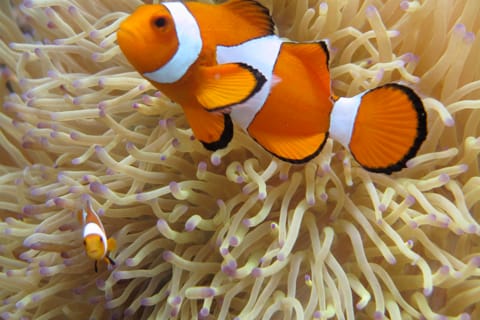 Visite d'une jounée guidée de plongée avec tuba au départ de Kota Kinabalu