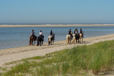 Auckland: Beach & Dune Horse Trek for Beginner Riders Auckland: 1-hr Beach & Dune Horse Trek for Beginner Riders
