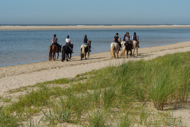 Auckland: Beach & Dune Horse Trek for Beginner Riders Auckland: 1-hr Beach & Dune Horse Trek for Beginner Riders