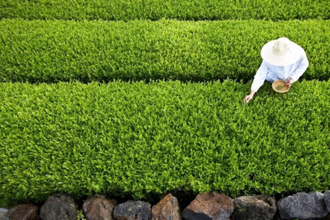 Jeju: South & West Coast Highlights Small Group Day Tour