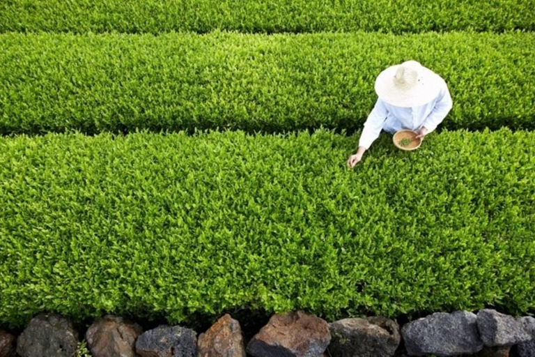 Jeju: South & West Coast Highlights Small Group Day Tour