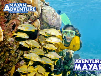 Mayan Adventure — 3 разных места для сноркелинга за один день!