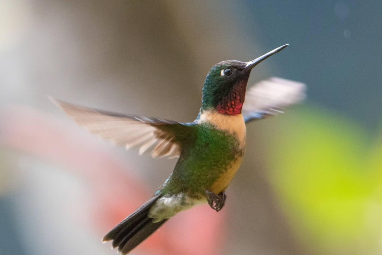 From Cusco: Manu National Park Day Trip with Birdwatching