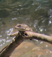 Manuel Antonio Park Nature Guided Tour - Hizvo