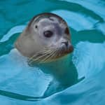 Blankenberge: Biglietto d'ingresso SEA LIFE