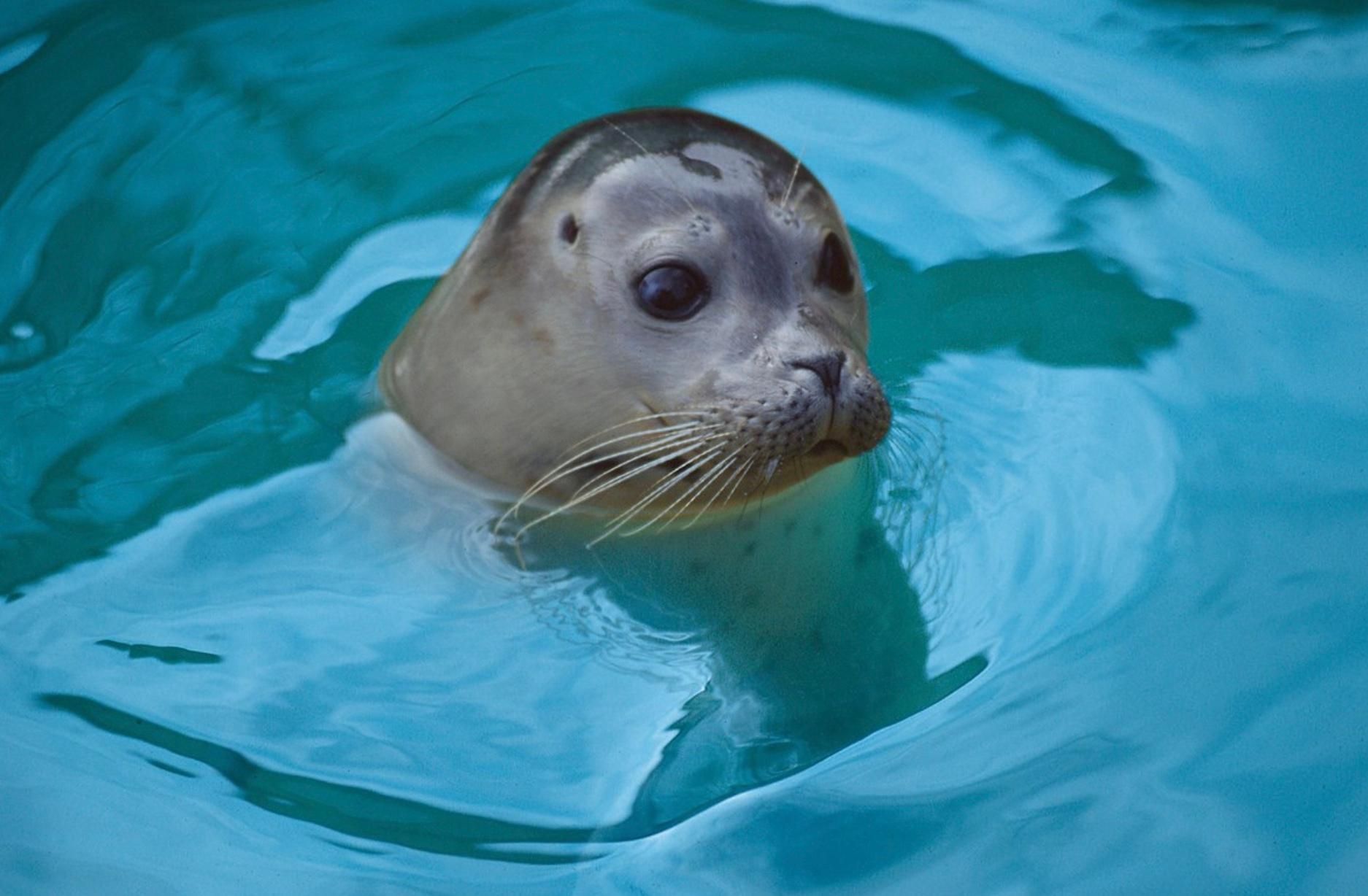 Blankenberge: SEA LIFE Eintrittskarte