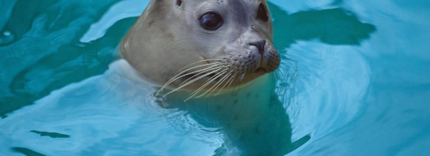 Blankenberge : Billet d'entrée SEA LIFE