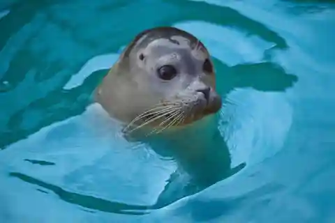 Blankenberge: Bilhete de entrada para o SEA LIFE