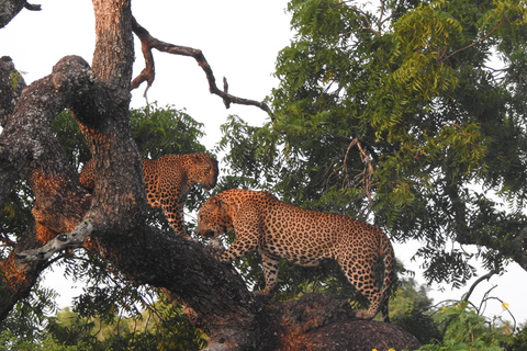 From Waligama, Mirissa, Tangalle, Yala safari & drop to Ella Yala Full day safari