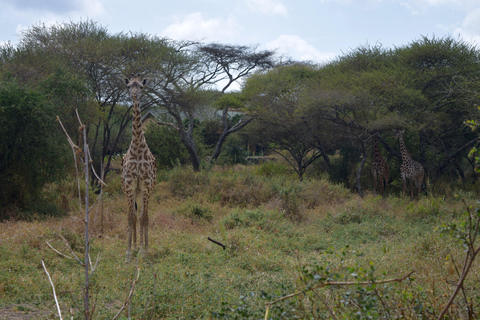 Arusha: Paseo con jirafas