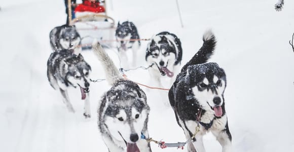 Rovaniemi: Husky Sled Ride and Farm Visit