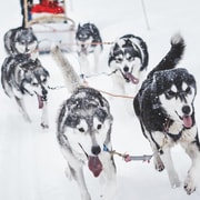 Rovaniemi: Paseo en trineo tirado por huskies y visita a una granja