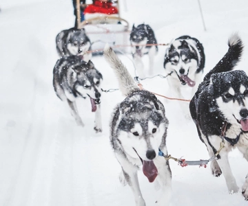 Rovaniemi: Husky-slädtur och gårdsbesök