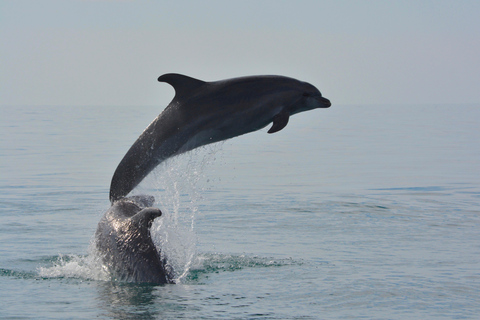 Portimão: Tour en barco con Delfines y Vida Marina con BiólogoTour privado