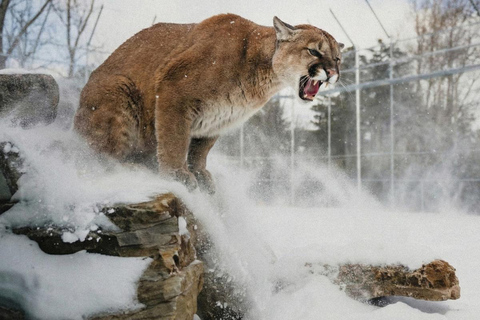 Montréal/Hemmingford : Parc Safari accès journalier