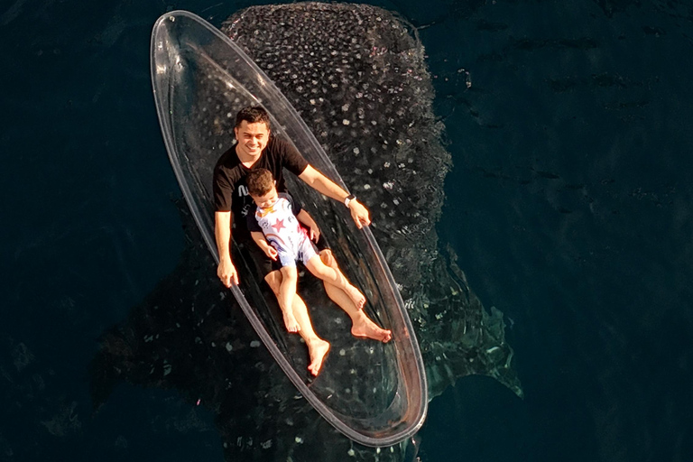 Explore Sumbawa: Whale Shark One Day Tour Package in Sumbawa