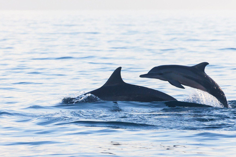 Phuket : Île de Raya Noi avec observation des dauphins en bateau rapide