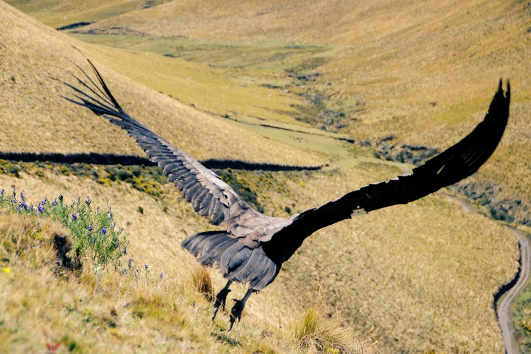 Zoo: Animal Sanctuary and Condor Flight in Cusco Cochawasi Zoo Flight of the Condor Presence of the Puma