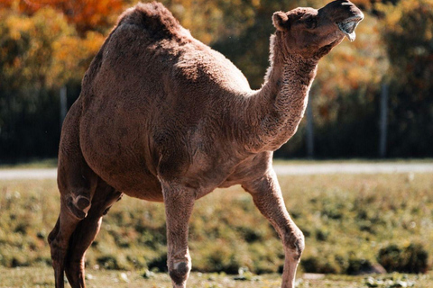 Montréal/Hemmingford : Parc Safari accès journalier