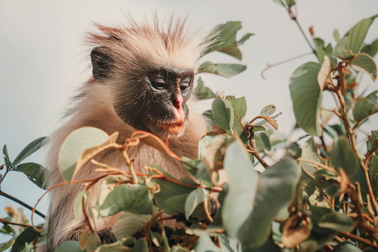 Zanzibar 4: Jozani Forest "The Red Monkeys," Dolphin Safari