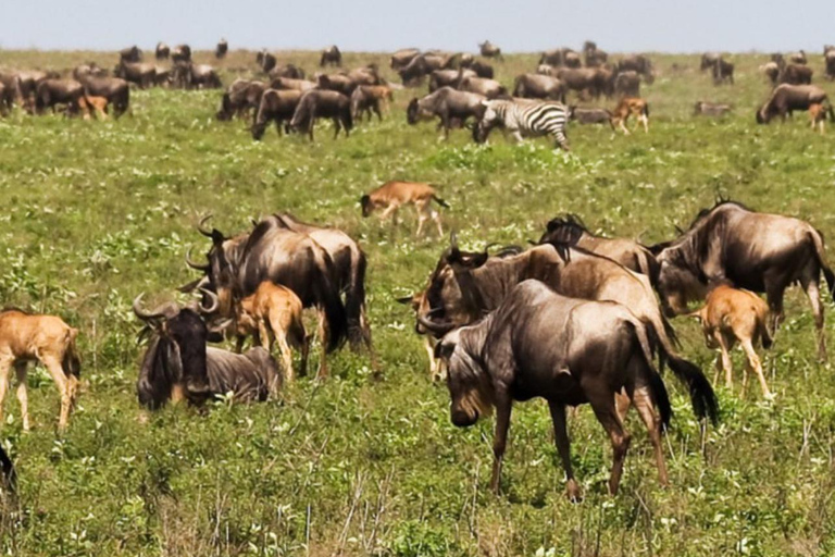 Tanzania Group Safaris Through Tanzania’s Top National Parks Arusha : 3 Days Serengeti and ngorongoro ngroup Safari