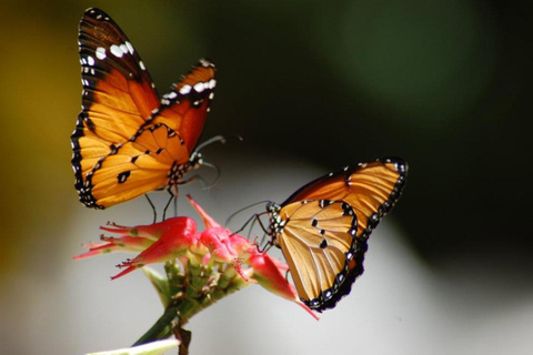 زنجبار: جولة في المدينة الحجرية وغابة جوزاني ومركز الفراشاتهذا الخيار، الاستقبال من فنادق المدينة