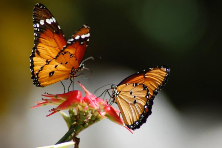 زنجبار: جولة في المدينة الحجرية وغابة جوزاني ومركز الفراشاتهذا الخيار، الاستقبال من فنادق المدينة